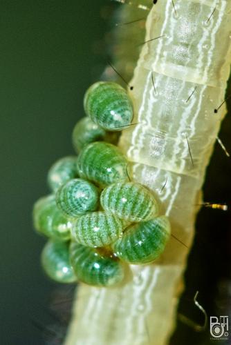 Euplectrus sp.